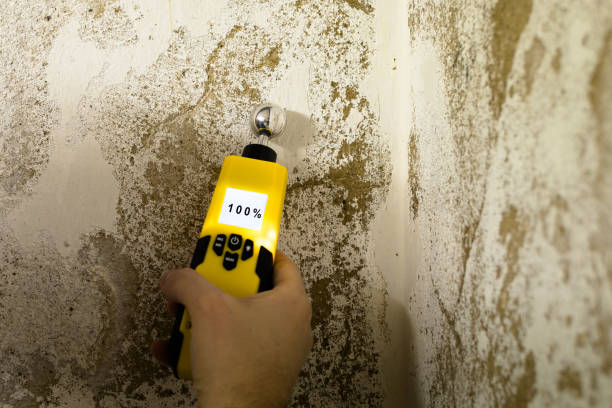 Best Mold removal after water damage  in Redwood Falls, MN